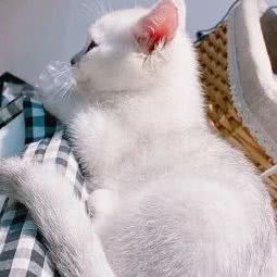 宠贝贝猫Home:常州市新北区薛家附近