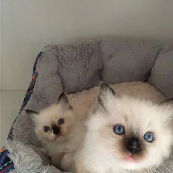 熙然猫舍:常州市新北区圩塘镇附近