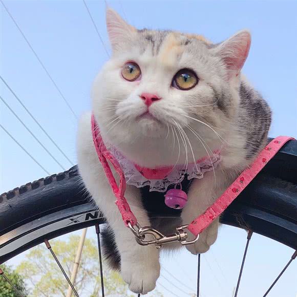 伊文宠物医院:常州市武进区鸣凰大学城附近