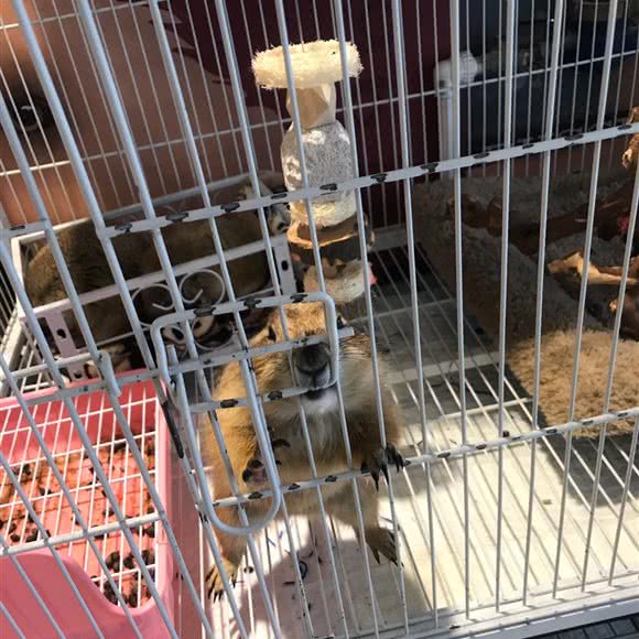 芭芘萌宠生活馆:常州市武进区常武中路附近