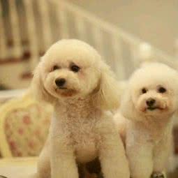 元亨宠物诊所:常州市武进区常武中路附近