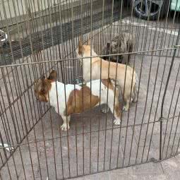 哦哟宠物:常州市武进区湖塘乐购附近