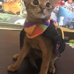 Bazinga阿比西尼亚猫舍:北京城区通州区果园附近