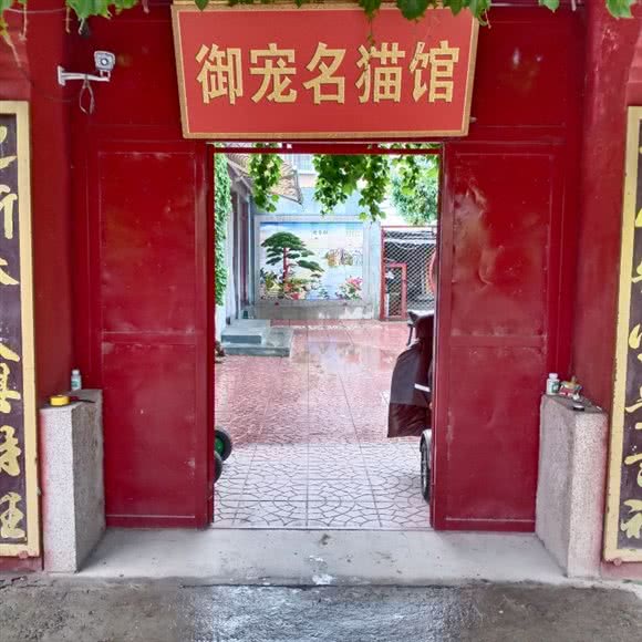 御宠名猫馆:北京城区通州区果园附近
