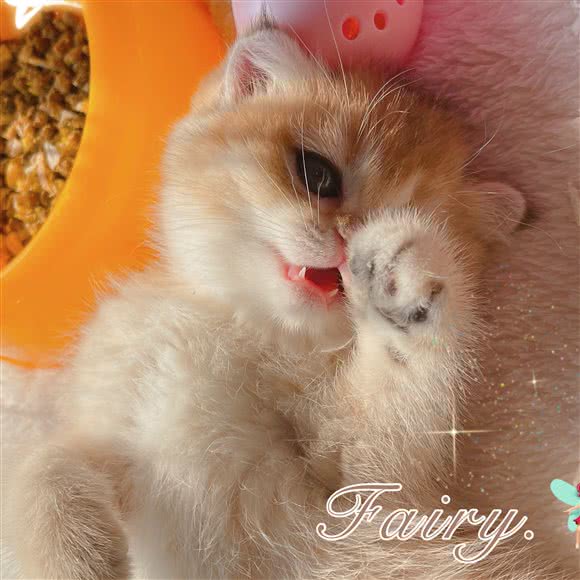 朵猫猫猫屋:北京城区通州区果园附近