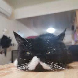 8只萌宠:常州市武进区厚余夏溪沿线附近