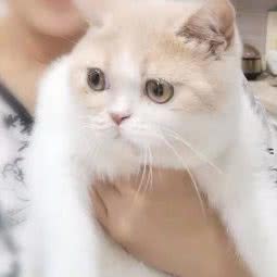 运河动物诊所:北京城区通州区果园附近