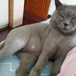 萌仔窝宠物生活馆:苏州市虎丘区塔园路附近