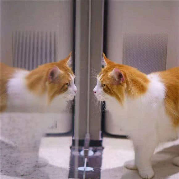 一家猫店:苏州市虎丘区狮山地区附近