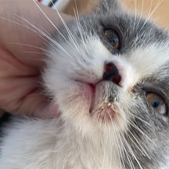 悠咪宠物生活馆:苏州市吴中区木渎地区附近