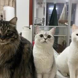 小阿狸宠物会馆(木渎店):苏州市吴中区木渎地区附近