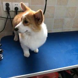 家有萌宠:苏州市吴中区木渎地区附近