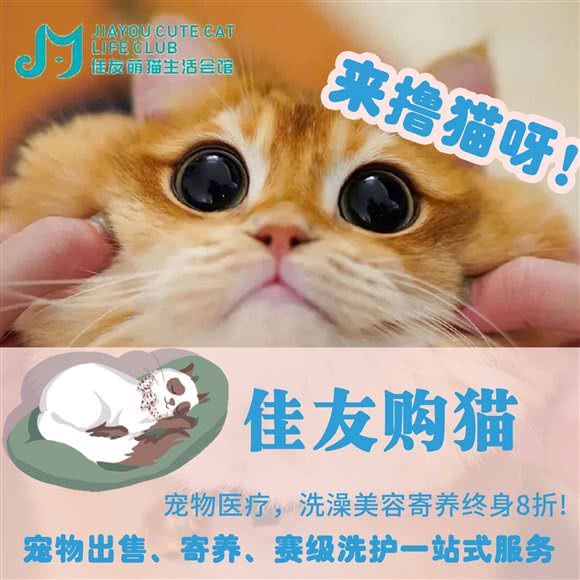 佳友萌猫·撸猫:北京城区通州区武夷花园附近