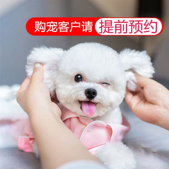 宠道萌宠物店(幸福店):北京城区朝阳区三里屯/工体附近