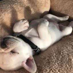 甜宠宠物:苏州市吴中区长桥地区附近