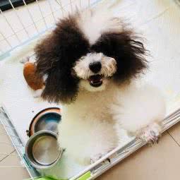 百宠园萌宠生活馆:苏州市吴中区长桥地区附近