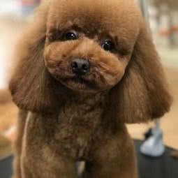 小顽皮宠物时尚生活园:苏州市吴中区长桥地区附近