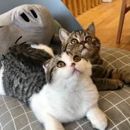 BLUE HOUSE猫咖·纯种猫体验馆:苏州市吴中区长桥地区附近