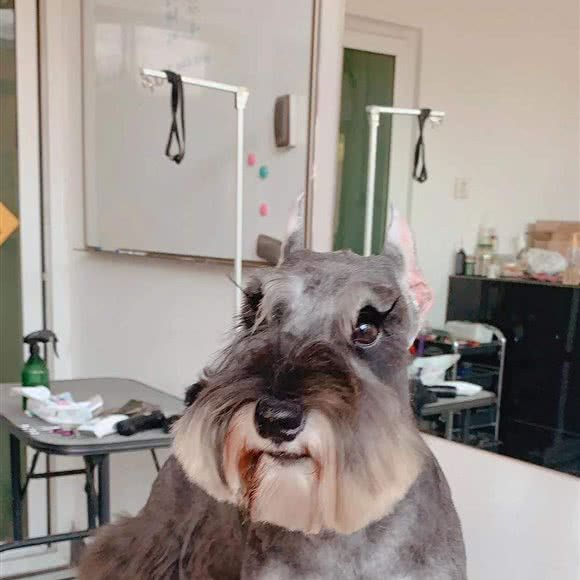 馨康成动物医院:北京城区通州区武夷花园附近