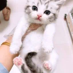 瘦瘦家的猫舍:苏州市吴中区郭巷镇附近