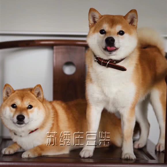 苏绣庄豆柴柴犬屈臣氏:苏州市吴中区郭巷镇附近