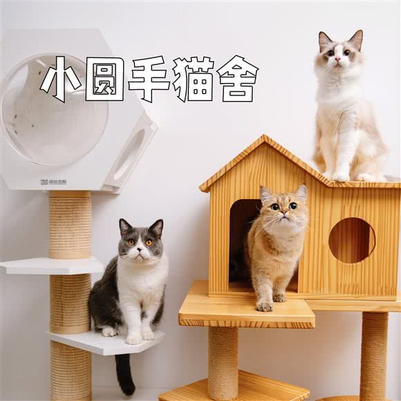 小圆手猫舍:苏州市吴中区郭巷镇附近