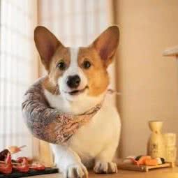 北京柯基柴犬宠物专营:北京城区通州区物资学院附近