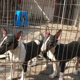 上方山狗场:苏州市吴中区临湖镇/横泾镇附近