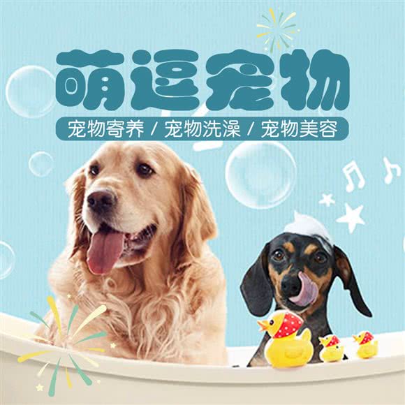 萌逗宠物狗:苏州市吴中区吴中南附近