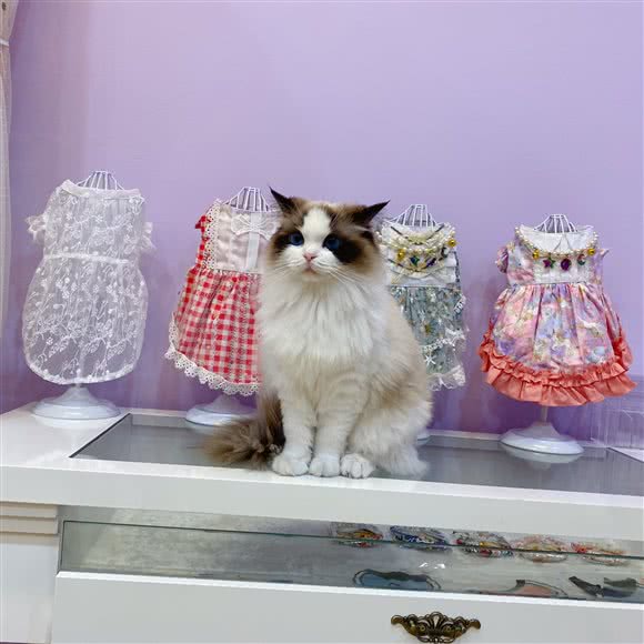 宠你一生宠物店:苏州市吴中区吴中万达附近