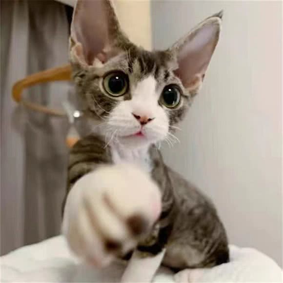 宠咖猫狗萌宠专售旗舰店:苏州市吴中区吴中商城/石湖路附近