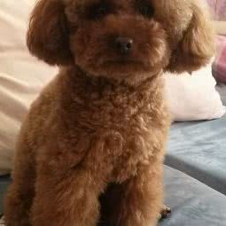 三小只宠物:苏州市相城区繁花中心附近