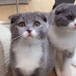 宠冠熊宠物生活馆:苏州市相城区繁花中心附近