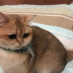 开罗猫舍宠物工作室:苏州市相城区繁花中心附近