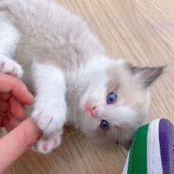 喵私宠(凤阳路店):苏州市相城区阳澄湖旅游度假区附近