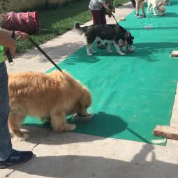 小玉宠物:北京城区通州区宋庄附近