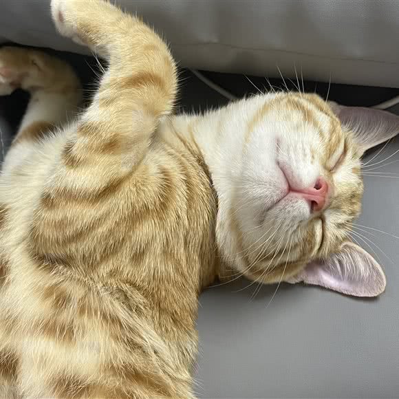 有家宠物诊所:苏州市相城区渭塘镇附近