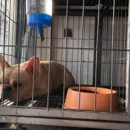 太平有家宠物店:苏州市相城区太平镇附近