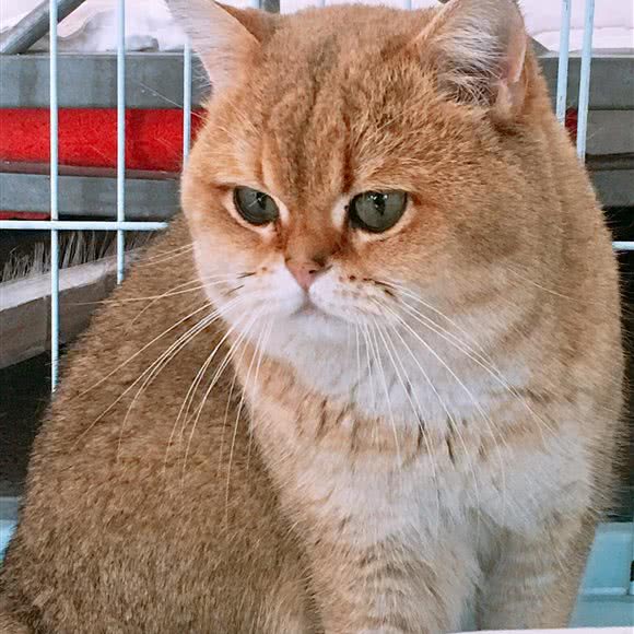 鑫仪爱宠渐层曼基康矮脚:北京城区通州区宋庄附近