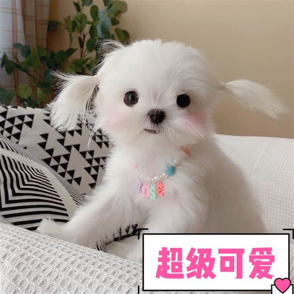 SUPER PET幼宠专售:苏州市姑苏区观前街地区附近