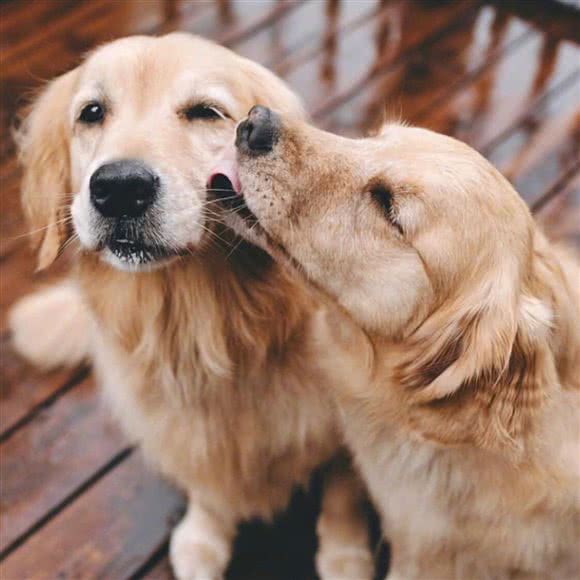 乖狗狗宠物训练中心(观前街店):苏州市姑苏区观前街地区附近