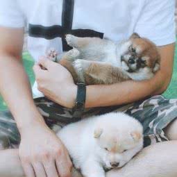 木子日柴犬舍:北京城区通州区宋庄附近