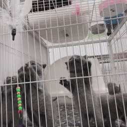 允尚狗狗生活馆:苏州市姑苏区石路地区附近