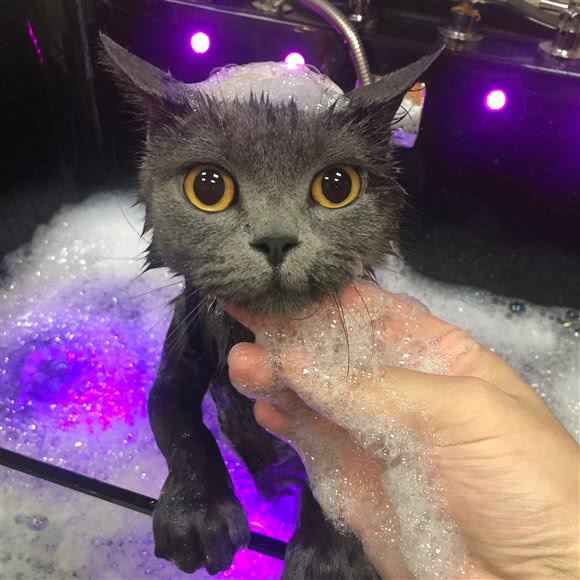 宅猫社宠物生活馆:苏州市姑苏区十全街/凤凰街附近