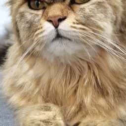 猫一下午:苏州市姑苏区十全街/凤凰街附近