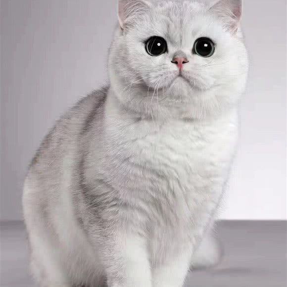 时光猫屋:北京城区通州区宋庄附近