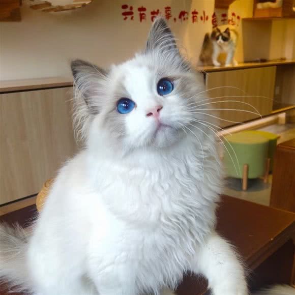 猫瘾·猫咖·猫舍·萌猫专售:苏州市姑苏区十全街/凤凰街附近