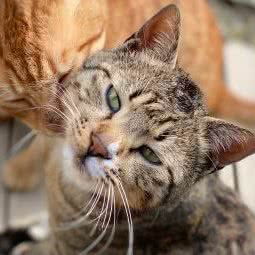 金贝儿宠物美容馆:苏州市姑苏区平江路附近