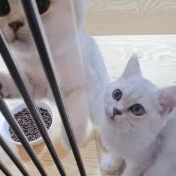 遇见喵喵:北京城区朝阳区三里屯/工体附近