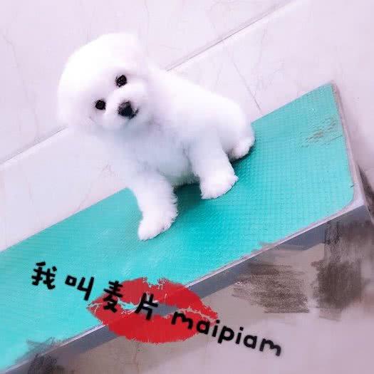 飞尚宠物生活馆(竹辉店):苏州市姑苏区南门附近